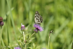 Melanargia