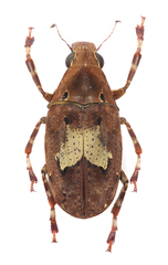 Euparius sellatus