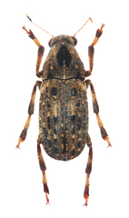 Euparius