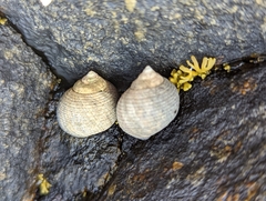 Littorina littorea