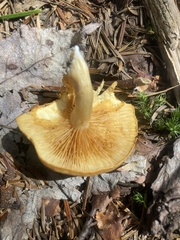 Gymnopilus penetrans