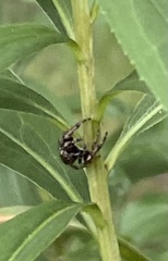 Eris militaris