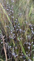 Lithospermum officinale