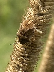 Homaemus
