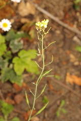 Brassica rapa