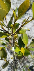 Avicennia marina