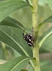 Eris militaris