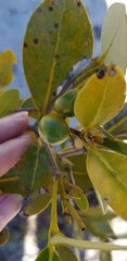 Avicennia marina