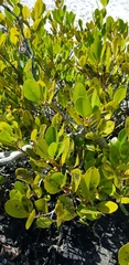 Avicennia marina