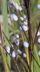 Lithospermum officinale