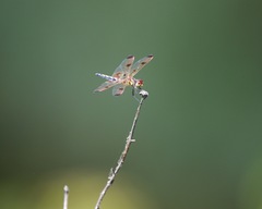 Celithemis elisa
