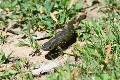 Pleurodeles nebulosus