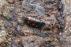 Glischrochilus japonius