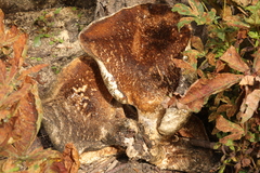 Inonotus hispidus