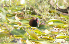 Jacana jacana