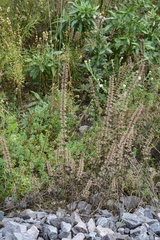 Dracocephalum thymiflorum