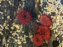 Actinia equina