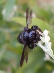 Megachile xylocopoides