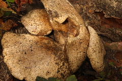 Inonotus hispidus