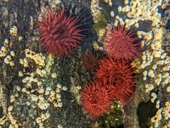 Actinia equina