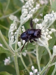 Megachile xylocopoides