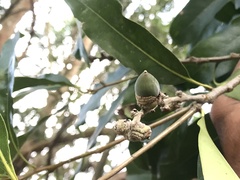 Lithocarpus hancei