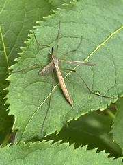 Tipula
