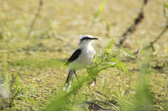 Fluvicola nengeta