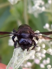 Megachile xylocopoides
