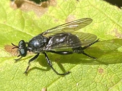 Laphria canis