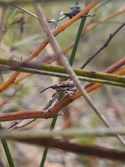 Meriphus guttatus