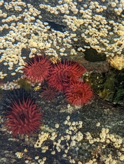 Actinia equina