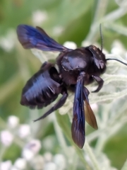 Megachile xylocopoides