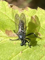 Laphria canis