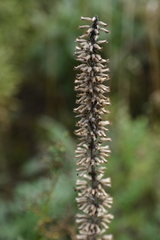 Dracocephalum thymiflorum