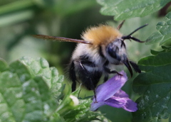 Bombus pascuorum