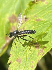 Laphria canis