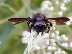 Megachile xylocopoides