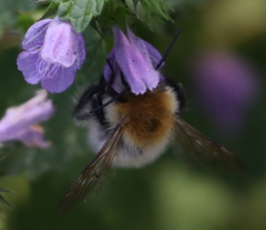 Bombus pascuorum