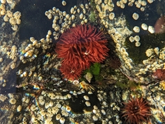 Actinia equina