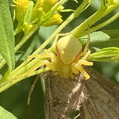 Misumena vatia