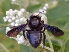 Megachile xylocopoides