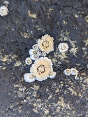 Semibalanus balanoides