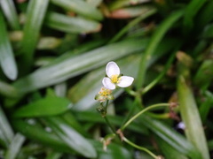 Sagittaria pygmaea