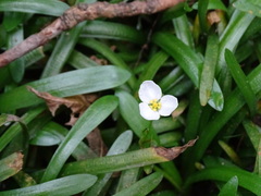Sagittaria pygmaea