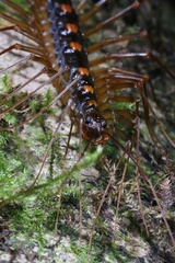 Thereuopoda clunifera