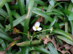 Sagittaria pygmaea