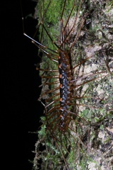 Thereuopoda clunifera