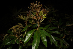 Cossinia pinnata image