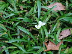 Sagittaria pygmaea